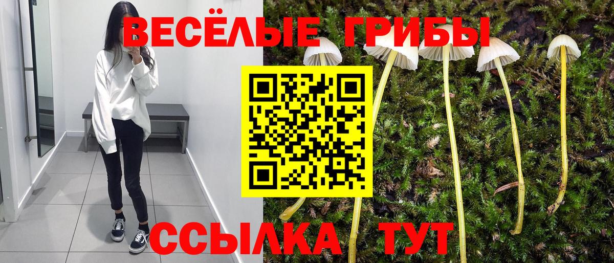 Псилоцибиновые грибы Psilocybine cubensis Вязники