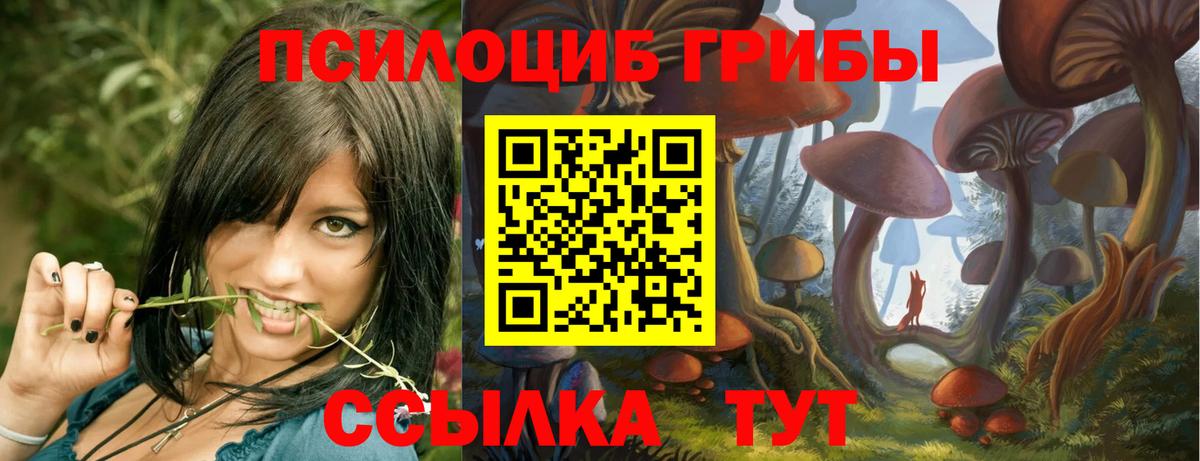 закладки  Вход с VPN  Галлюциногенные грибы прущие грибы  Вязники  Псилоцибиновые грибы Psilocybe 